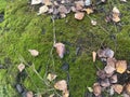 Green moss texture on forest surface Royalty Free Stock Photo