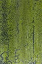 Green Moss Texture