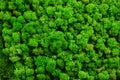 Green Moss Texture For Your Design