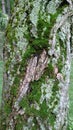 Green moss on textured tree bark background