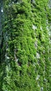 Green moss on textured tree bark background