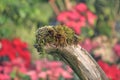 Green moss on a thick dry branch Royalty Free Stock Photo