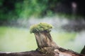 Green moss on a thick dry branch Royalty Free Stock Photo