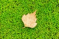 Green moss and a tiny leaf Royalty Free Stock Photo