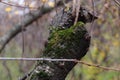 Green moss on the tree