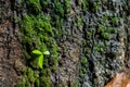 Green moss on tree bark Royalty Free Stock Photo