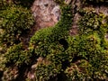 Green moss on the tree bark creates a natural forest background, a forest ecosystem in a natural environment. Royalty Free Stock Photo
