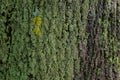 green moss on a tree bark