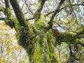 Green moss on Tree Bark Lichen Branch leaves Forest Royalty Free Stock Photo