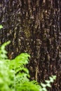 Green MOSS on tree bark in the rain forest Royalty Free Stock Photo