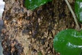 Green MOSS on tree bark in the rain forest Royalty Free Stock Photo