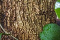 Green MOSS on tree bark in the rain forest Royalty Free Stock Photo