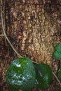 Green MOSS on tree bark in the rain forest Royalty Free Stock Photo