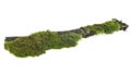 Green moss on tree branch isolated on white background Royalty Free Stock Photo