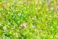 Green moss on the tree Royalty Free Stock Photo