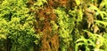Green moss on a tree. This is a close-up/macro photo of moss, showing its fascinating details. Photo has a shallow depth-of-field