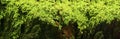 Green moss on a tree. This is a close-up/macro photo of moss, showing its fascinating details. Photo has a shallow depth-of-field
