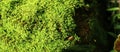 Green moss on a tree. This is a close-up/macro photo of moss, showing its fascinating details. Photo has a shallow depth-of-field Royalty Free Stock Photo