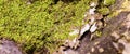 Green moss on a tree. This is a close-up/macro photo of moss, showing its fascinating details. Photo has a shallow depth-of-field