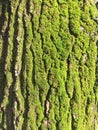 Green Moss on Tree