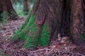 Green moss on tree in forest