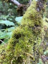 Green moss on tree in the forest Royalty Free Stock Photo