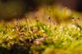 Green moss on the tree Royalty Free Stock Photo