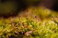 Green moss on the tree Royalty Free Stock Photo