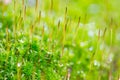 Green moss on the tree Royalty Free Stock Photo