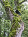 Green moss on tree in park in Oginsky estate