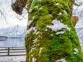Green moss on tree and rock plant land winter season snow