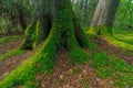 The green roots of a tree in the forest Royalty Free Stock Photo