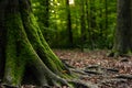 Green moss on tree stomp roots in a forest autumn day foliage shallow depth of field Royalty Free Stock Photo