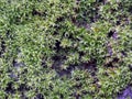 Green moss on a tree stump in the forest. Royalty Free Stock Photo