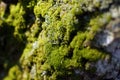Green moss on a tree trunk as background Royalty Free Stock Photo