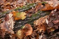 Green moss on tree trunk background with red and yellow leaves. Closeup view of forest foliage. Nature plant pattern decoration Royalty Free Stock Photo