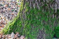 Green moss. Tree trunk. Forest vegetation. Tree bark. Royalty Free Stock Photo