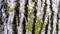 Green moss on a tree trunk. Old bark. Creeping spore green plant without roots and flowers Royalty Free Stock Photo