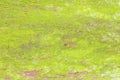 Green moss tree trunk texture Royalty Free Stock Photo