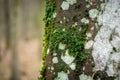Green moss on a tree trunk, view on a rainy day