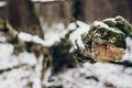 Green moss on tree under snow. plants close up in snowy winter p Royalty Free Stock Photo