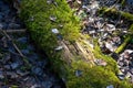 Green moss on the trunk of an old rotten tree that fell to the ground in the forest. Dead wood in wildlife background Royalty Free Stock Photo