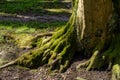 Green moss on the trunk of an old sycamore tree close-up Royalty Free Stock Photo