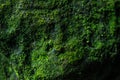 Green moss up close Royalty Free Stock Photo
