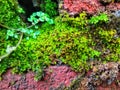 Green moss on the wall brick for natural background design elements Royalty Free Stock Photo