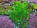 Green moss on the wall brick for natural background Royalty Free Stock Photo