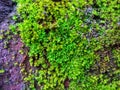 Green moss on the wall brick for natural background Royalty Free Stock Photo