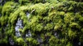 Green moss on the wall, close-up