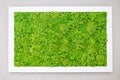 Green moss on the wall in the form of a picture. Beautiful white frame for a picture. Ecology
