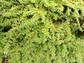 green moss on the wall from the front view Royalty Free Stock Photo